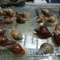حلزون