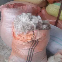 پشم گوسفند وبره