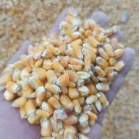 ذرت زیرقیمت بازار ب صورت عمده|عمدهفروشی|کوهدشت, |دیوار