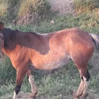 اسب|اسب و تجهیزات اسب‌سواری|کوهرنگ, |دیوار