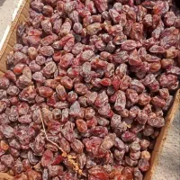خرمای کبکاب