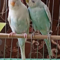مرغ عشق خوش رنگ وتخمگذار +جوجه