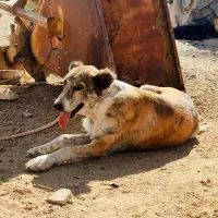 سگ افغان اصیل|سگ|سمنان, |دیوار