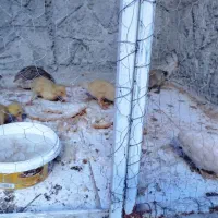 جوجه اردک و بلدرچین