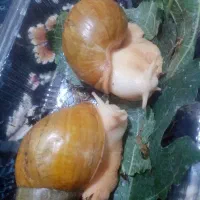 فروش حلزون