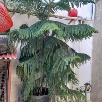 فروش کاج مطبق