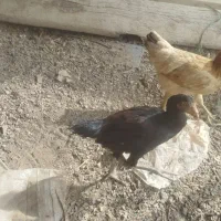 6تا جوجه ۴ماه