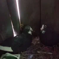 ۷تاپلنگ شامل ۵تا سیاه دوتا قهوه ای