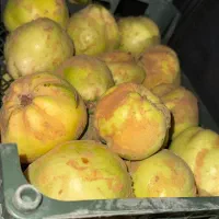 به اصفهان کیلو 20|خوردنی و آشامیدنی|شیراز, شهرک نیروی انتظامی|دیوار