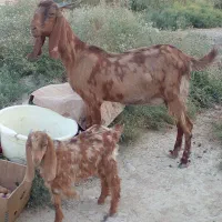 بز پاکستانی کهره دار