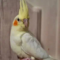 عروس هلندی بالغ لوتینو