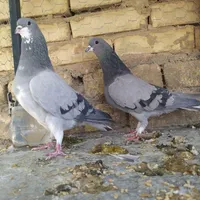 کبوتر دمگیر|پرنده|اصفهان, رزمندگان|دیوار