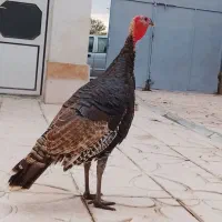 بوقلمون