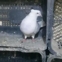 سلام ۳جفت کبوتر به فروش میرسد|پرنده|شاهرود, |دیوار