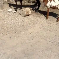 گل گلی گوسفند