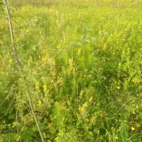 زمین مسکونی و باغی با شرایط فوق العاده|فروش زمین و ملک کلنگی|صومعه‌سرا, |دیوار