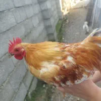 خروس تزئینی (ژاپنی)|پرنده|سیاهکل, |دیوار