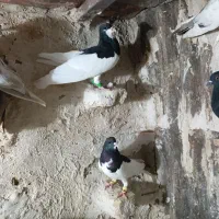 کبوتر دس اولی|پرنده|شیراز, اکبر آباد|دیوار
