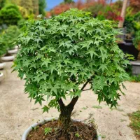 فروش بونسای و گیاهان خاص|گل و گیاه طبیعی|تهران, جردن|دیوار