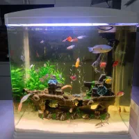 اکواریوم حرفه ای و جذاب