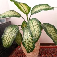 دیفن باخیا بزرگ و پاجوش|گل و گیاه طبیعی|گلبهار, شهر جدید گلبهار|دیوار