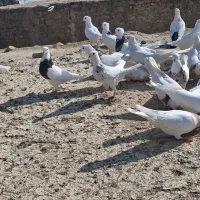 کبوتر طوقی|پرنده|مسجد سلیمان, |دیوار