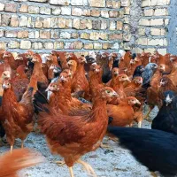 نیمچه مرغ اصل گلپایگانی اصلاح نژاد تخمگذار