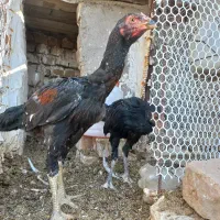 جوجه لاری