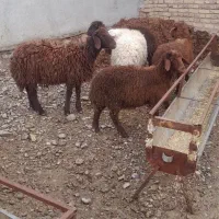 بره نروماده