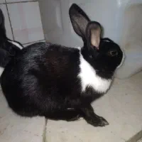 خرگوش فروشی