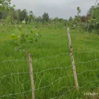 زمین شهری|فروش زمین و ملک کلنگی|گوراب زرمیخ, |دیوار