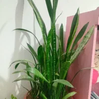 گل و گیاه طبیعی