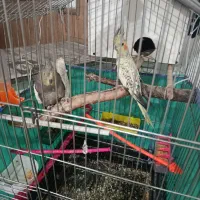 عروس هلندی نیمه دستی جفت