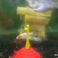 فروش فوری ماهی های گیاه خوار|ماهی|مهریز, |دیوار