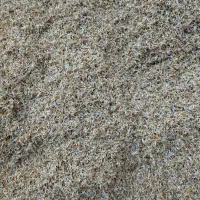 شالی. فجر و دم‌سیاه