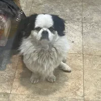 سگ پامر گمشده