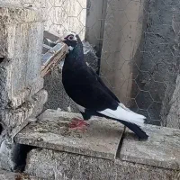 کبوتر