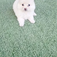 سگ پامر خرسی سایز ریز