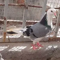 کبوتر تک پر