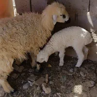 گوسفند وبره ماده