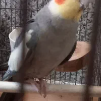 عروس هلندی نر