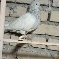 کبوتر کله الماسی نر