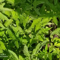 انواع نشا