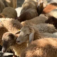 تهران و اطراف با ترازو قصاب اراسال رایگان