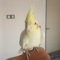 طوطی عروس ماده دستی