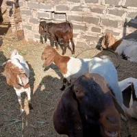 بزکره پاکستانی زایده وابستن