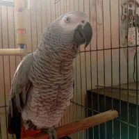 کاسکو|پرنده|شهریار, دهشاد بالا|دیوار