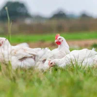 فروش مرغ زنده گوشتی ارگانیک