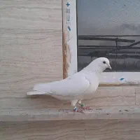 کفتر|پرنده|مشکین‌دشت, |دیوار