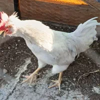 خروس جوان گلین